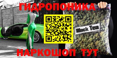 шишки Кингисепп