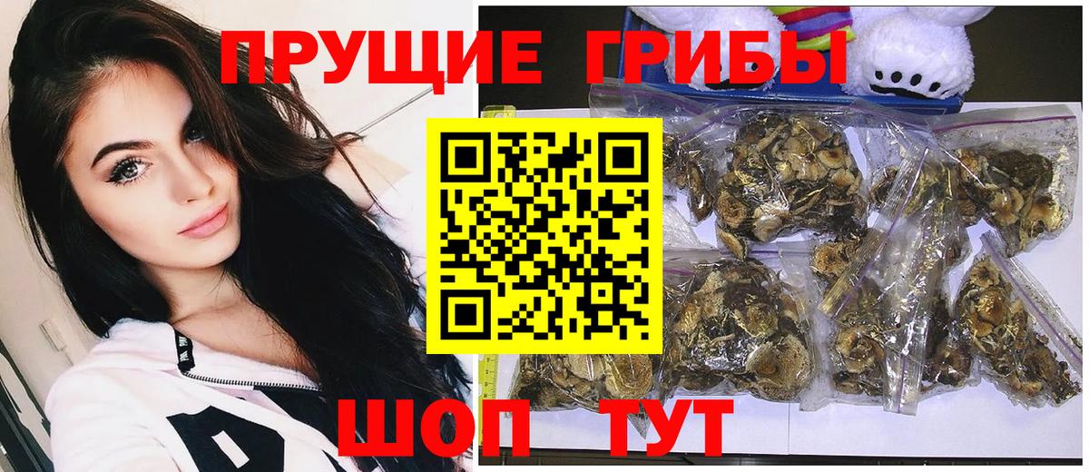 Псилоцибиновые грибы Psilocybe Киржач